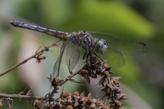 Pachydiplax longipennis