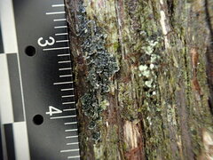 Fuscopannaria leucosticta