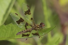 Perithemis tenera
