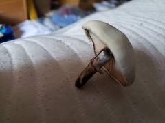 Leucoagaricus leucothites