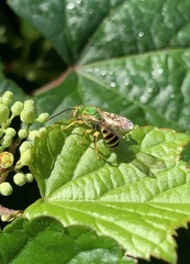 Agapostemon virescens