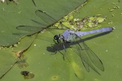 Erythemis simplicicollis