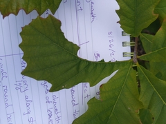 Quercus bicolor