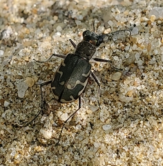 Cicindela repanda