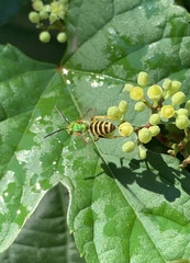 Agapostemon virescens