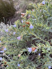 Lobostemon glaucophyllus