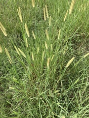 Setaria pumila