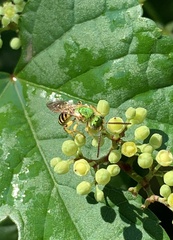 Agapostemon virescens