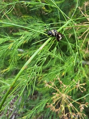 Triepeolus