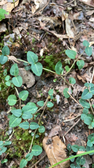 Mitchella repens