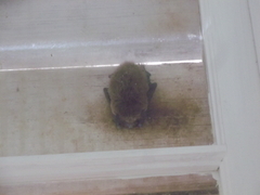 Myotis