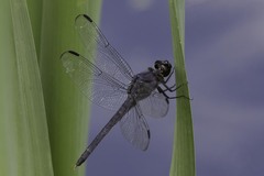 Libellula incesta