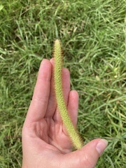 Setaria pumila