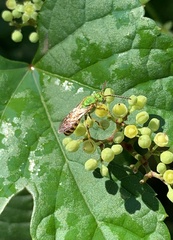 Agapostemon virescens