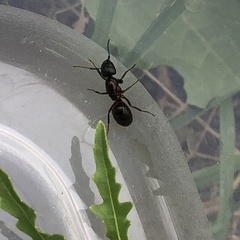 Camponotus