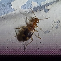 Stricticomus tobias