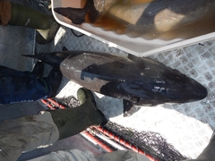 Acipenser fulvescens