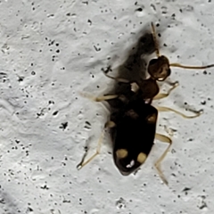 Stricticomus tobias