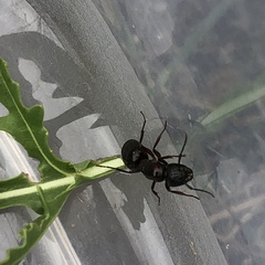Camponotus