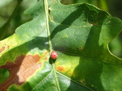 Neuroterus anthracinus