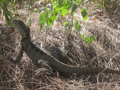 Intellagama lesueurii