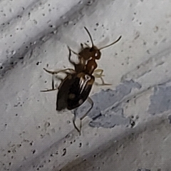 Stricticomus tobias