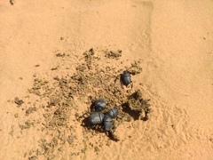 Gymnopleurus mopsus