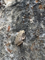 Pseudacris hypochondriaca