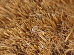 Lithobiomorpha