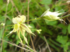 Melasphaerula graminea