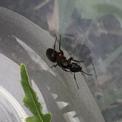 Camponotus