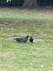 Corvus corone