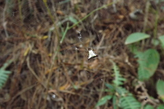 Micrathena plana
