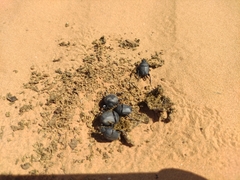 Gymnopleurus mopsus