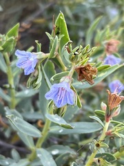 Lobostemon glaucophyllus