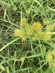 Cyperus strigosus