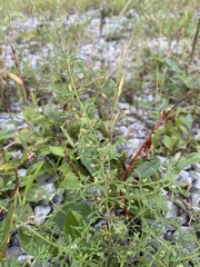 Leucospora multifida
