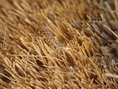 Lithobiomorpha