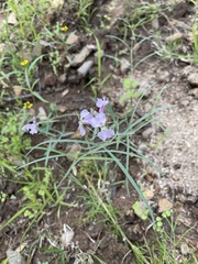 Hesperidanthus linearifolius