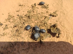 Gymnopleurus mopsus