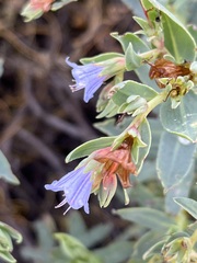 Lobostemon glaucophyllus