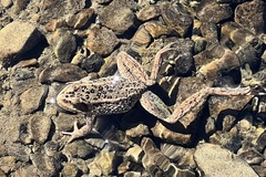 Rana cascadae