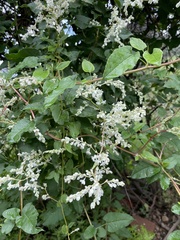Fallopia
