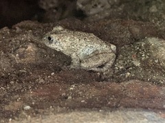 Pseudacris cadaverina