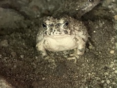 Anaxyrus californicus