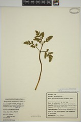 Sceptridium oneidense