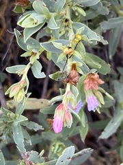 Lobostemon glaucophyllus