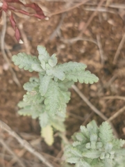 Teucrium capitatum