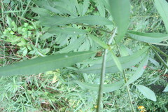 Coreopsis tripteris