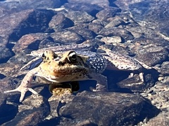 Rana cascadae